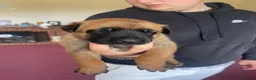 Belgian Shepherd Dog dogs for sale: Stunning Belgian Malinois puppies  - Advert 4