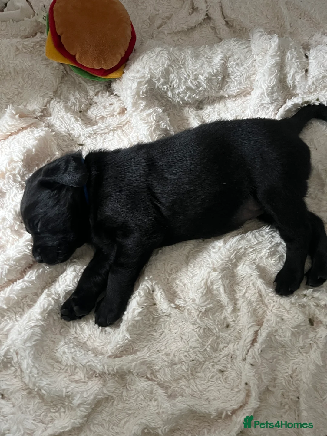 Labrador Retriever dogs for sale: Yellow - Advert 6