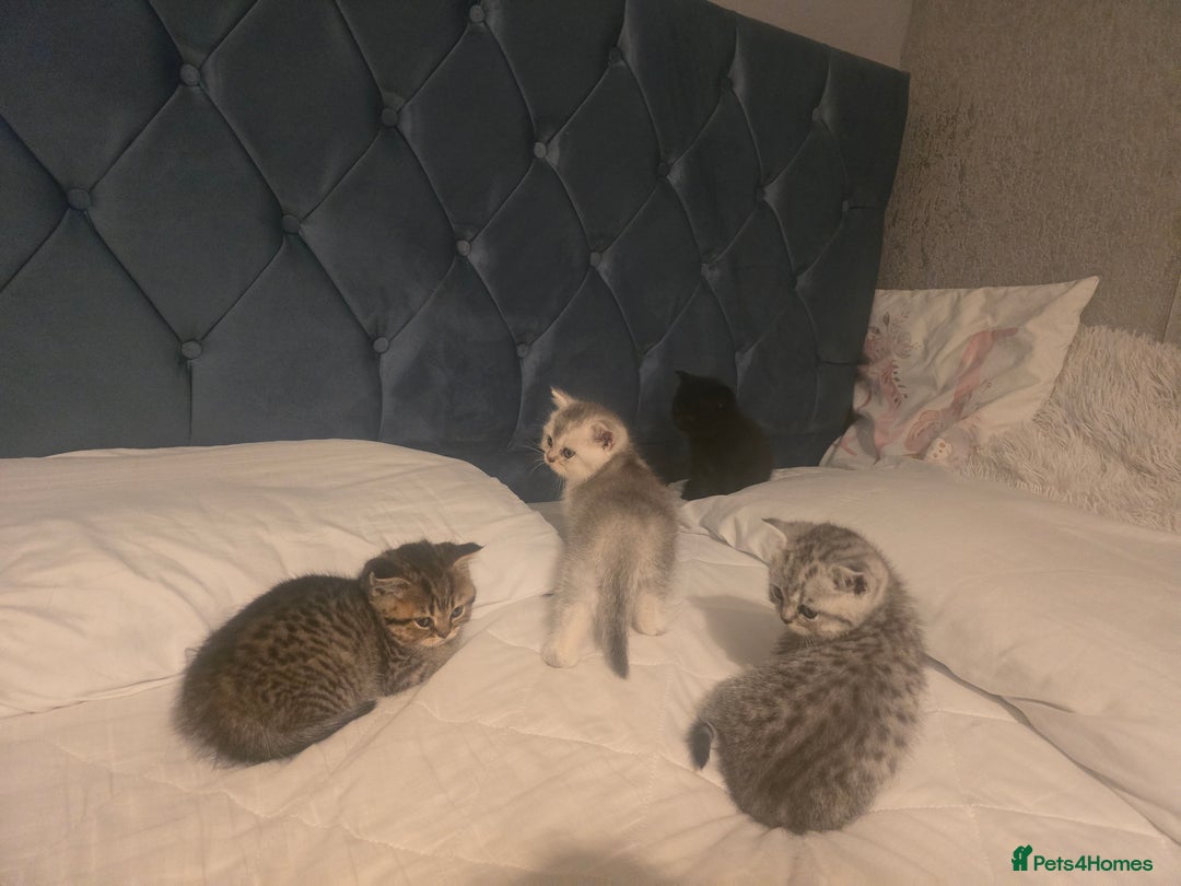 British Shorthair cats for sale: British shorthair kittens - Image 20