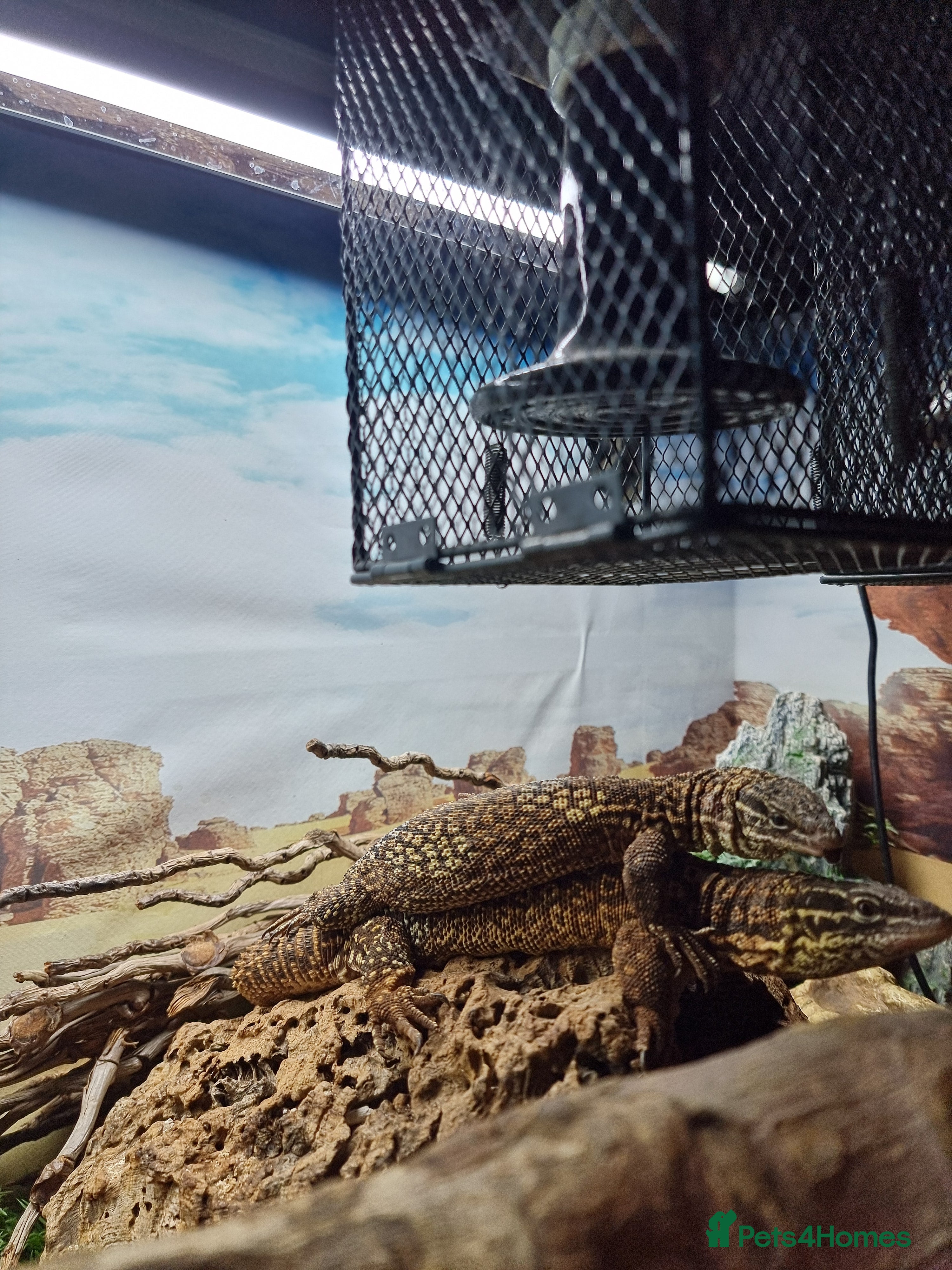 Monitor reptiles Two yellow ring spiny tailed ackies, and vivarium - Advert 1