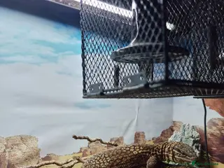 Monitor reptiles Two yellow ring spiny tailed ackies - Advert 2