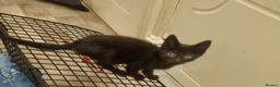 Mixed Breed cats for sale: Mix breed kittens in Boston - Advert 5