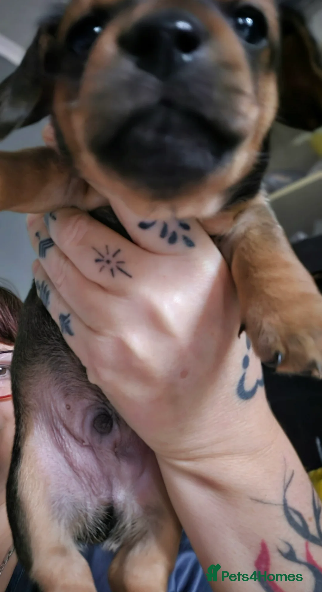 Chiweenie dogs for sale: Beautiful chiweenies  - Advert 15