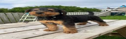 Airedale Terrier dogs for sale: Beautiful Airedale terrier puppies  - Advert 14