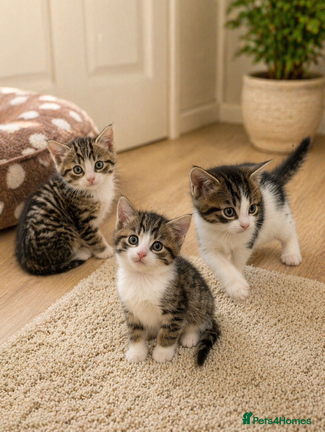 Mixed Breed cats 🐾 Adorable Kittens Looking for Loving Homes - Advert 4