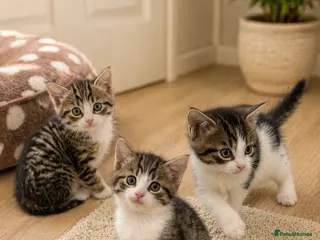 Mixed Breed cats 🐾 Adorable Kittens Looking for Loving Homes - Advert 2