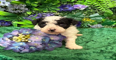 Toy Poodle dogs - Advert 12