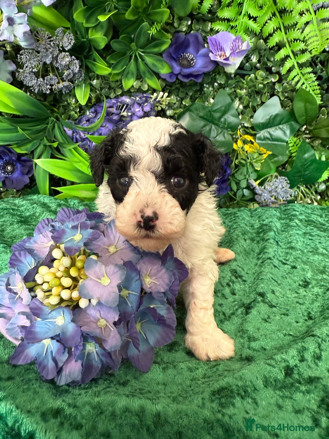 Toy Poodle dogs for sale: KC registered toy poodles - Image 3