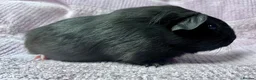 Guinea Pig rodents for sale: Young Sow Guinea pigs  - Advert 5