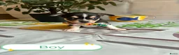 Chihuahua dogs for sale: Chihuahua puppies in Barnsley - Advert 14