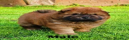 Chow Chow dogs for sale: Crufts and European champions litter  - Advert 12