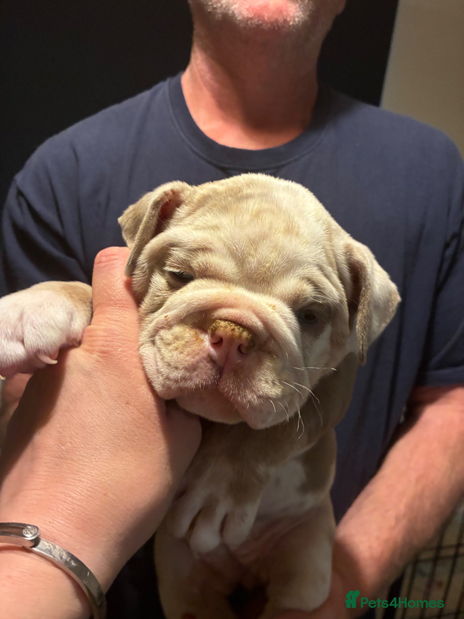 Olde English Bulldogge dogs 2 girl old English bulldog puppies - Advert 1