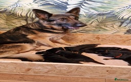 German Shepherd dogs for sale: German Shepherd purebred - Image 6