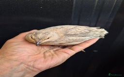 Quail poultry for sale: Jumbo celadon quail/Bantams chicks & more - Image 4