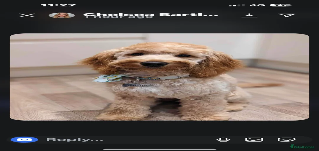 Gallery Image {{count}}