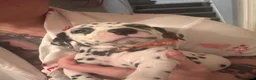 Dalmatian dogs for sale: Dalmatian puppies  in Cheadle - Advert 19