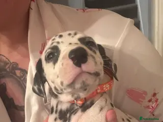 Dalmatian dogs Dalmatian puppies - Advert 9