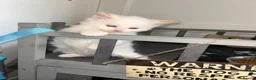 Mixed Breed cats for sale: 5 beautiful kittens   - Advert 10