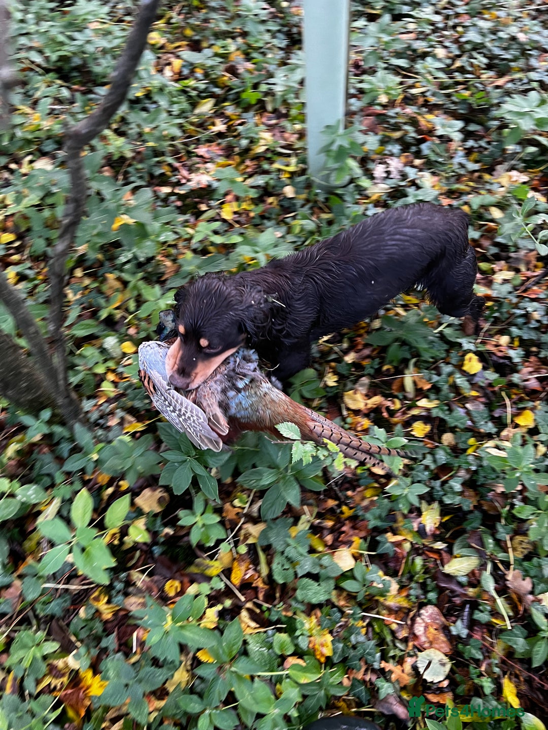 Cocker Spaniel dogs for stud: Hip scored. Fully DNA health tested - Advert 13