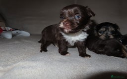Chorkie dogs for sale: Beautiful Chorkie puppies for sale - Image 8