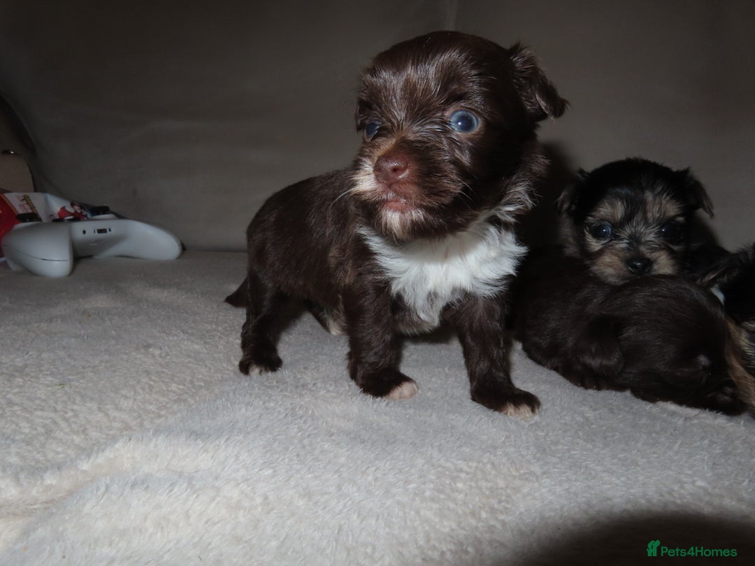 Chorkie dogs for sale: Beautiful Chorkie puppies for sale - Image 8