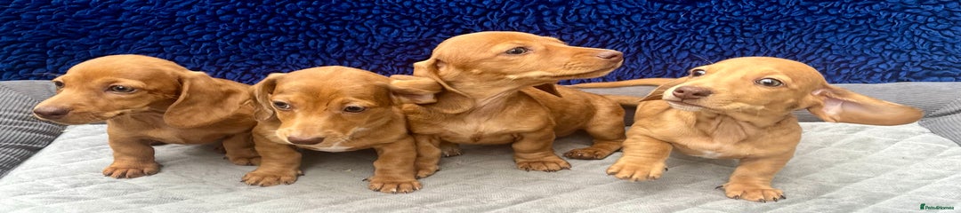 Miniature Dachshund Puppy 3