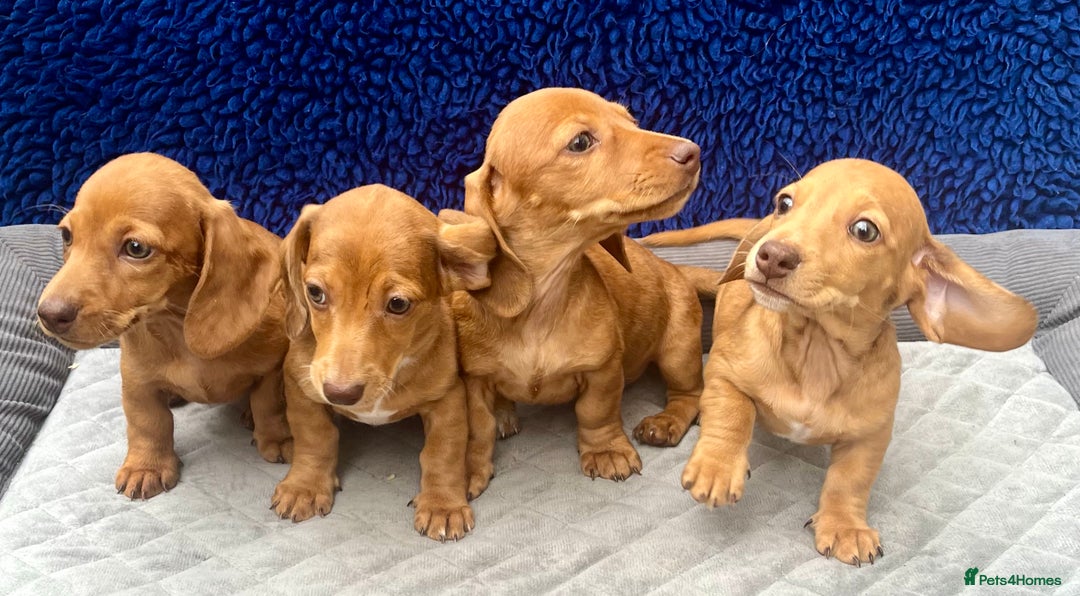 Miniature Dachshund dogs for sale: RED DAPPLE KC MINI PRA CLEAR READY NOW  - Image 2