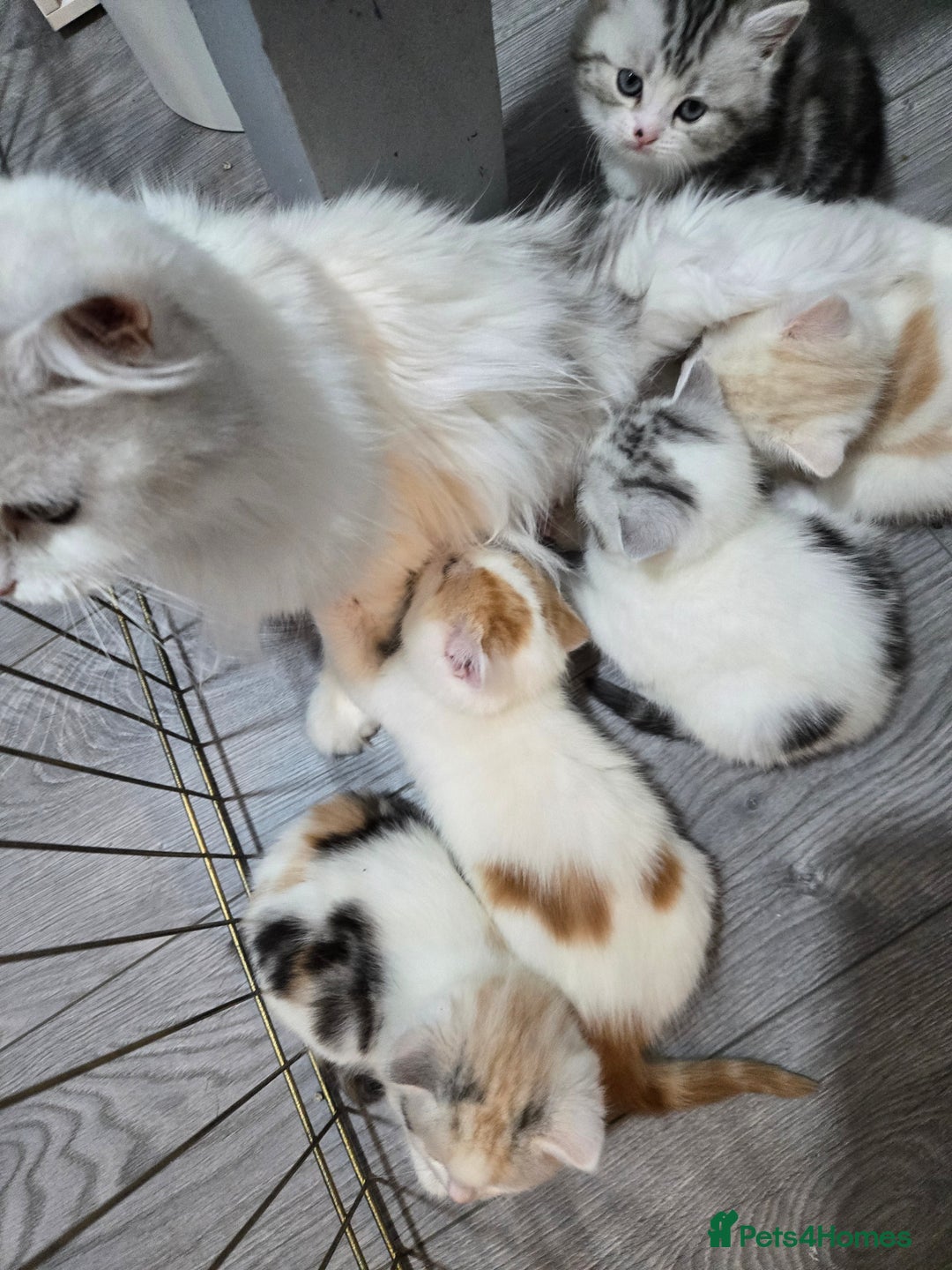 Brazilian Shorthair cats for sale: British shorthair x Persian  - Advert 7