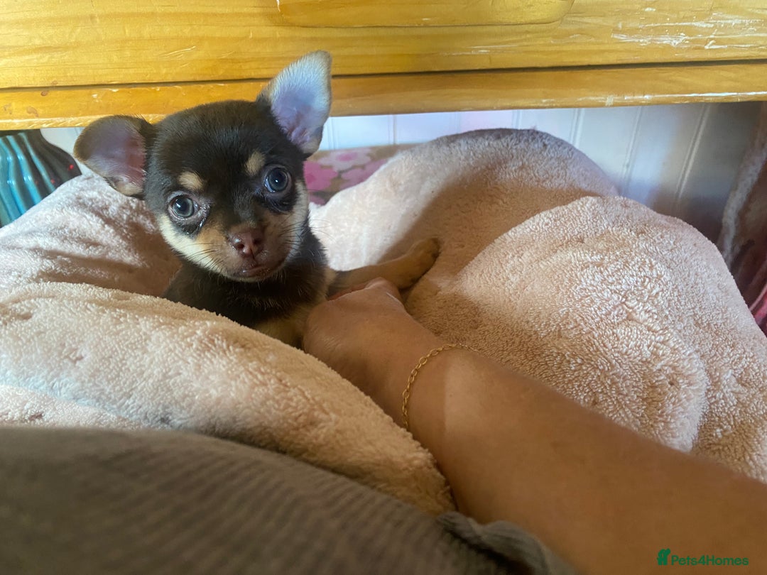 Chorkie dogs for sale: Chorkies - Advert 10