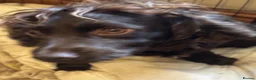 Cocker Spaniel dogs for sale: Gorgeous cocker spaniels  - Advert 13