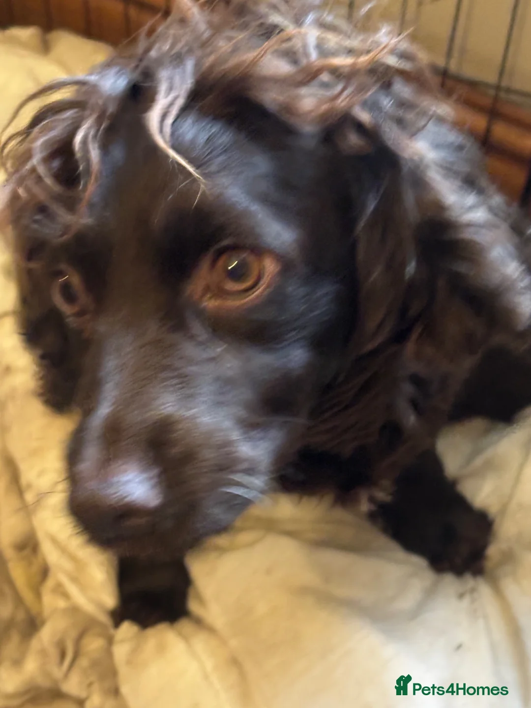 Cocker Spaniel dogs for sale: Gorgeous cocker spaniels  - Advert 13