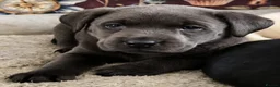 Labrador Retriever dogs for sale: 6 stunning female labrador puppies - Advert 3
