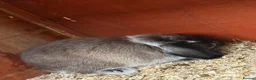 Mini Lop rabbits for sale: Mini lops 9 weeks old male and female in Cardiff - Advert 2