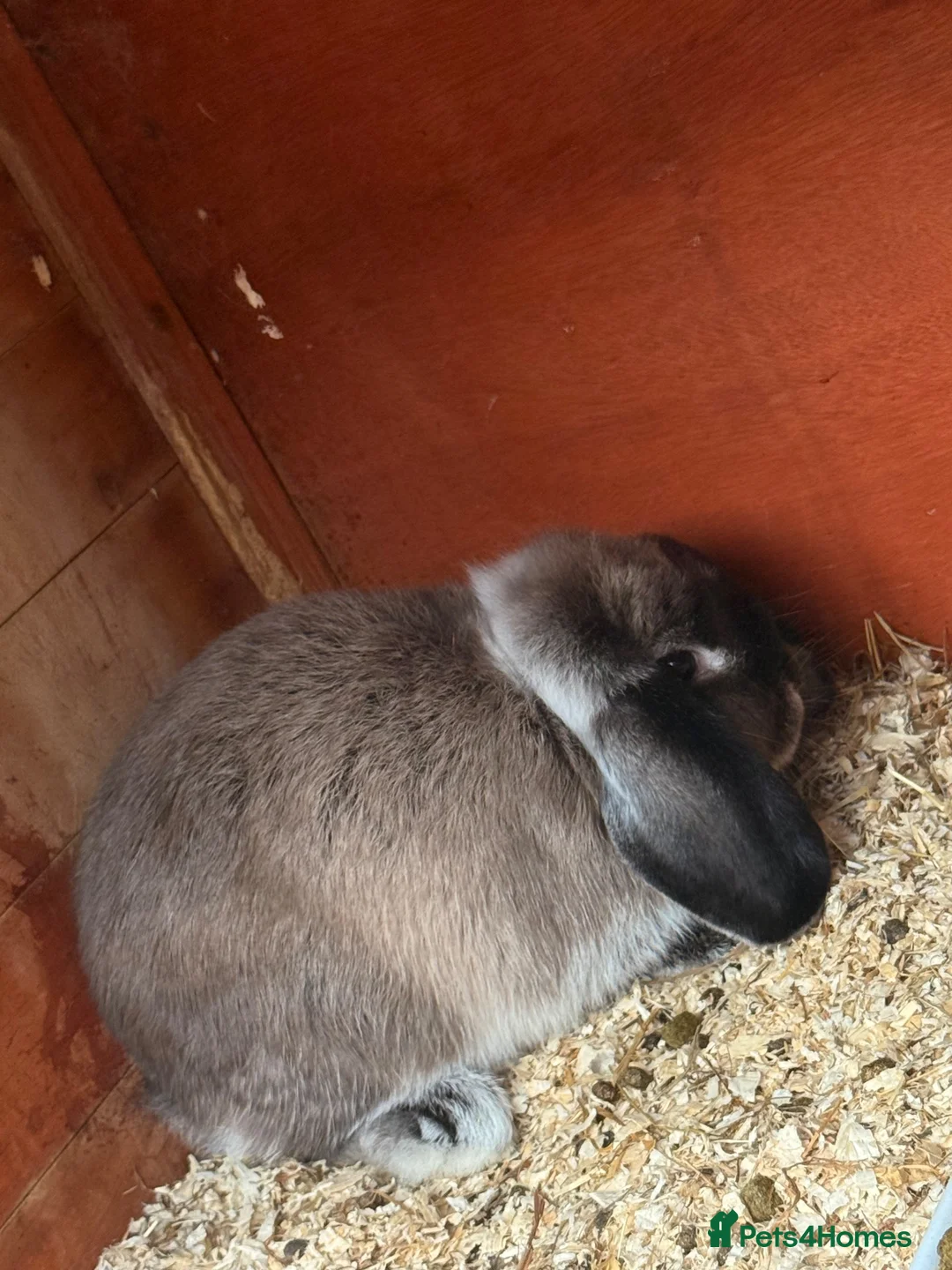 Mini Lop rabbits for sale: Mini lops 9 weeks old male and female in Cardiff - Advert 2