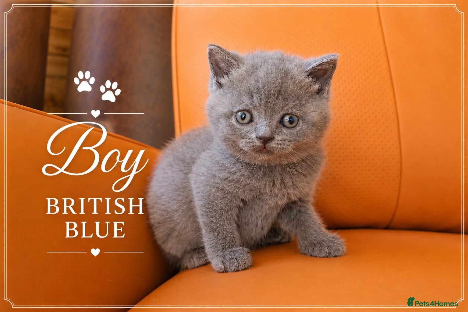 Scottish Fold cats for sale: Scotish Fold Kittens - Advert 5