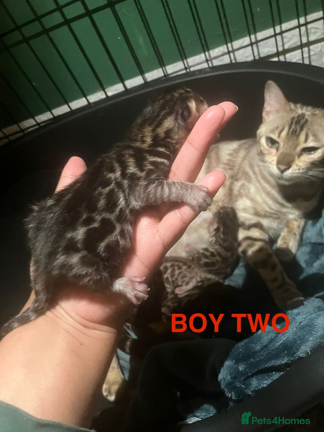 Bengal cats for sale: Pedigree Bengal Kittens  **  - Advert 8