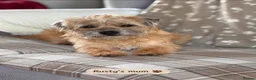 Border Terrier dogs for stud: Rusty – Proven, SLEM Clear Border Terrier Stud  - Advert 10