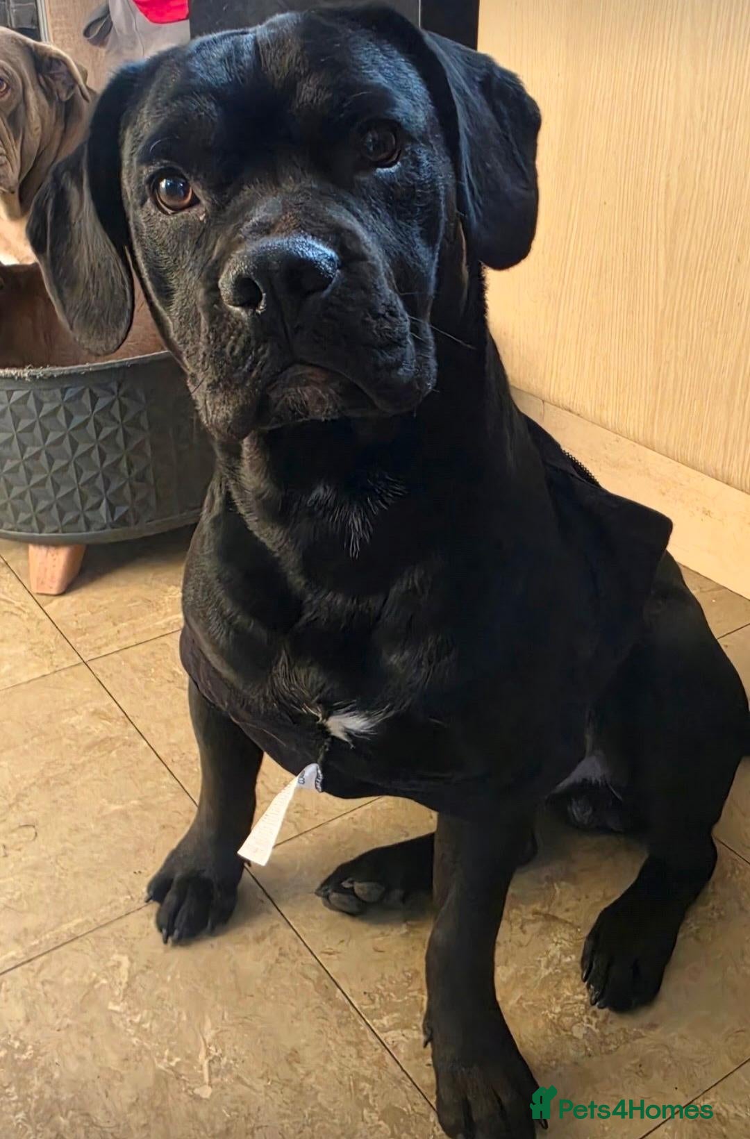 Mixed Breed dogs Male Cocker spaniel x frenchie, 11 months old - Advert 1