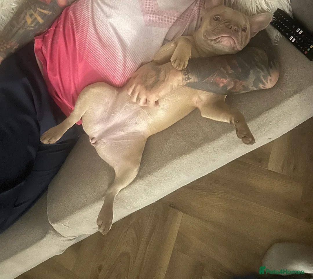 French Bulldog dogs for sale: Daisy - Advert 6