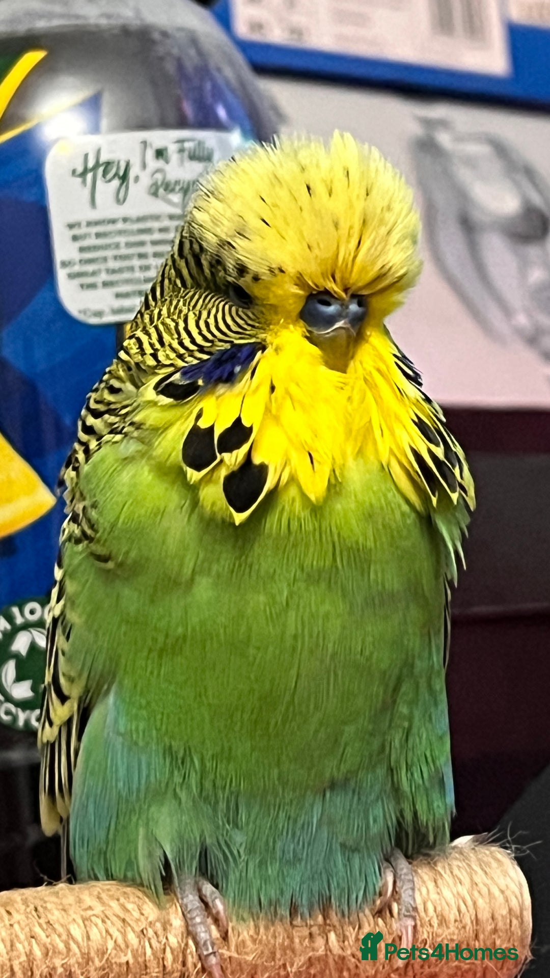 Budgerigars birds for sale: Male Exhibition budgie for sale - Advert 4