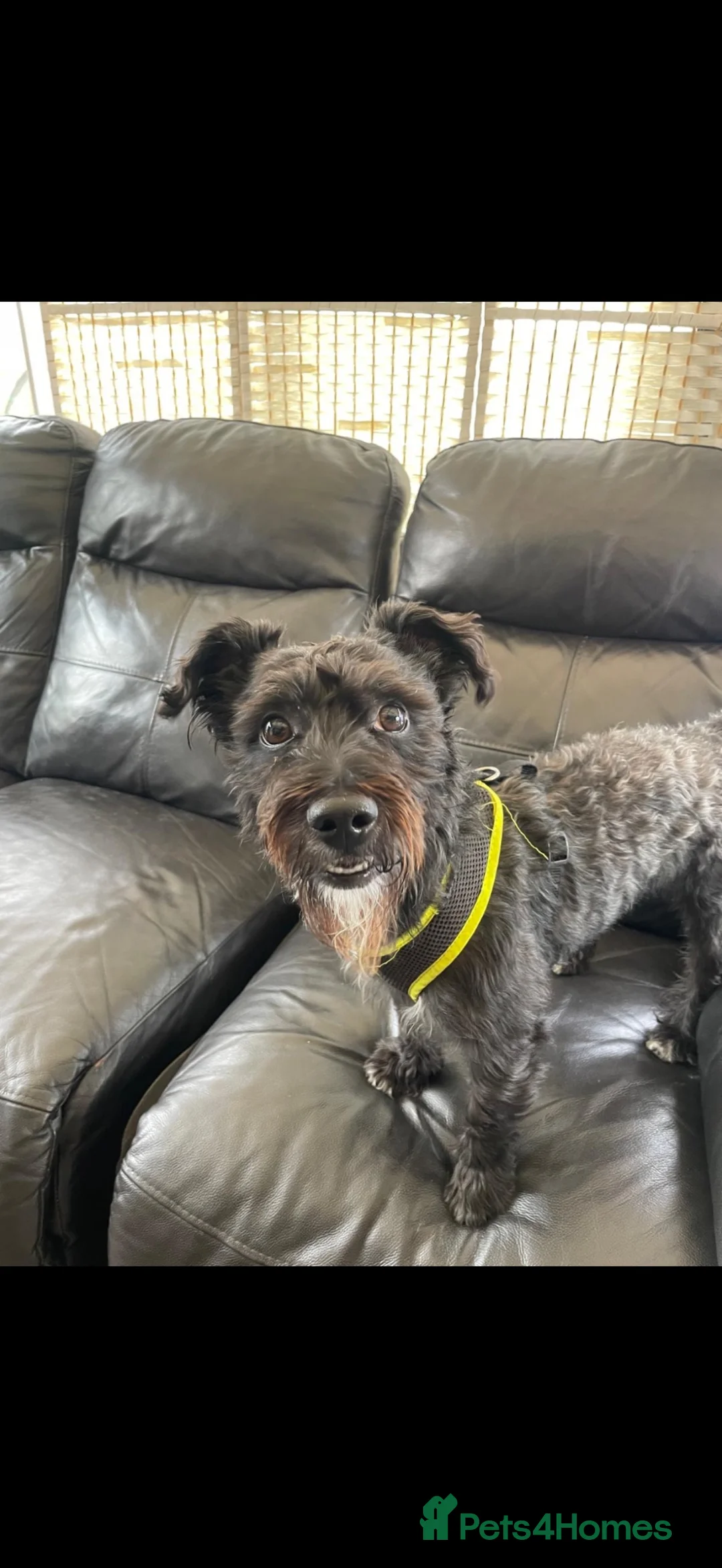 Mixed Breed dogs for sale: Buddy is looking for a forever home  - Advert 2