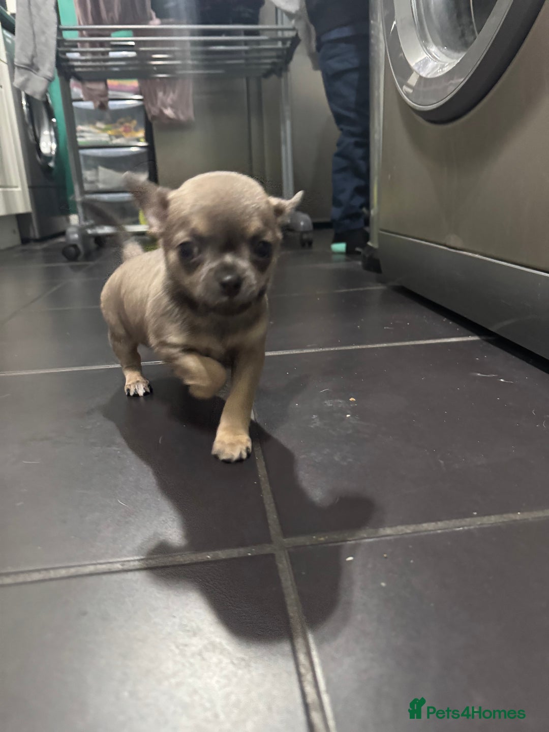 Chihuahua dogs for sale: Blue fawn male chihuahua puppy - Advert 6