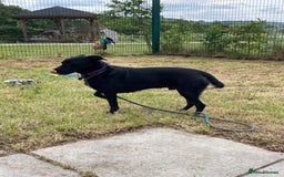 Mixed Breed dogs for adoption: TED - 5 yrs, medium, playful, loves other dogs in Ross-on-Wye - Image 11