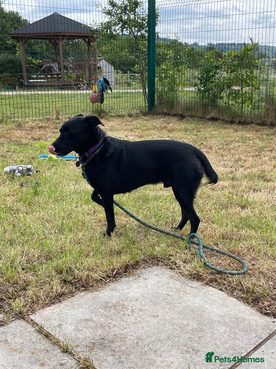 Mixed Breed dogs for adoption: TED - 5 yrs, medium, playful, loves other dogs in Ross-on-Wye - Image 11