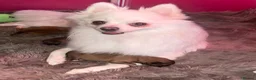 Japanese Spitz dogs for sale: Pomeranian spitz  in Glasgow - Advert 6