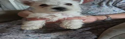 West Highland Terrier dogs for sale: West Highland Terrier Female Pup For Sale - Advert 1