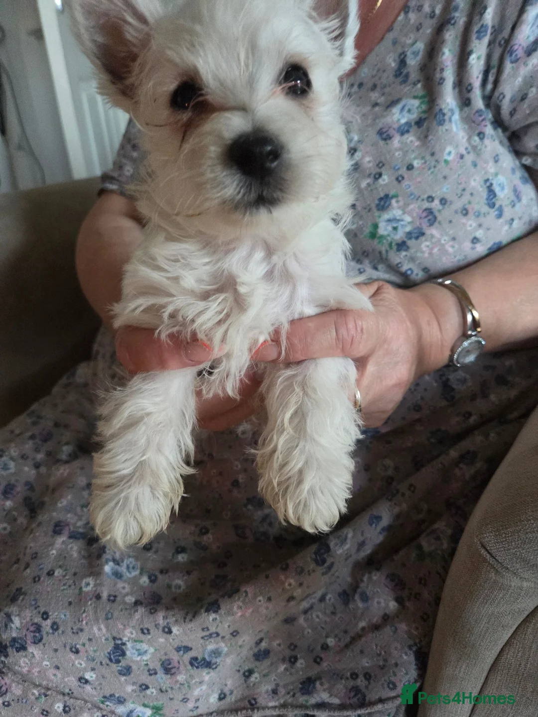 West Highland Terrier dogs for sale: West Highland Terrier Female Pup For Sale - Advert 1