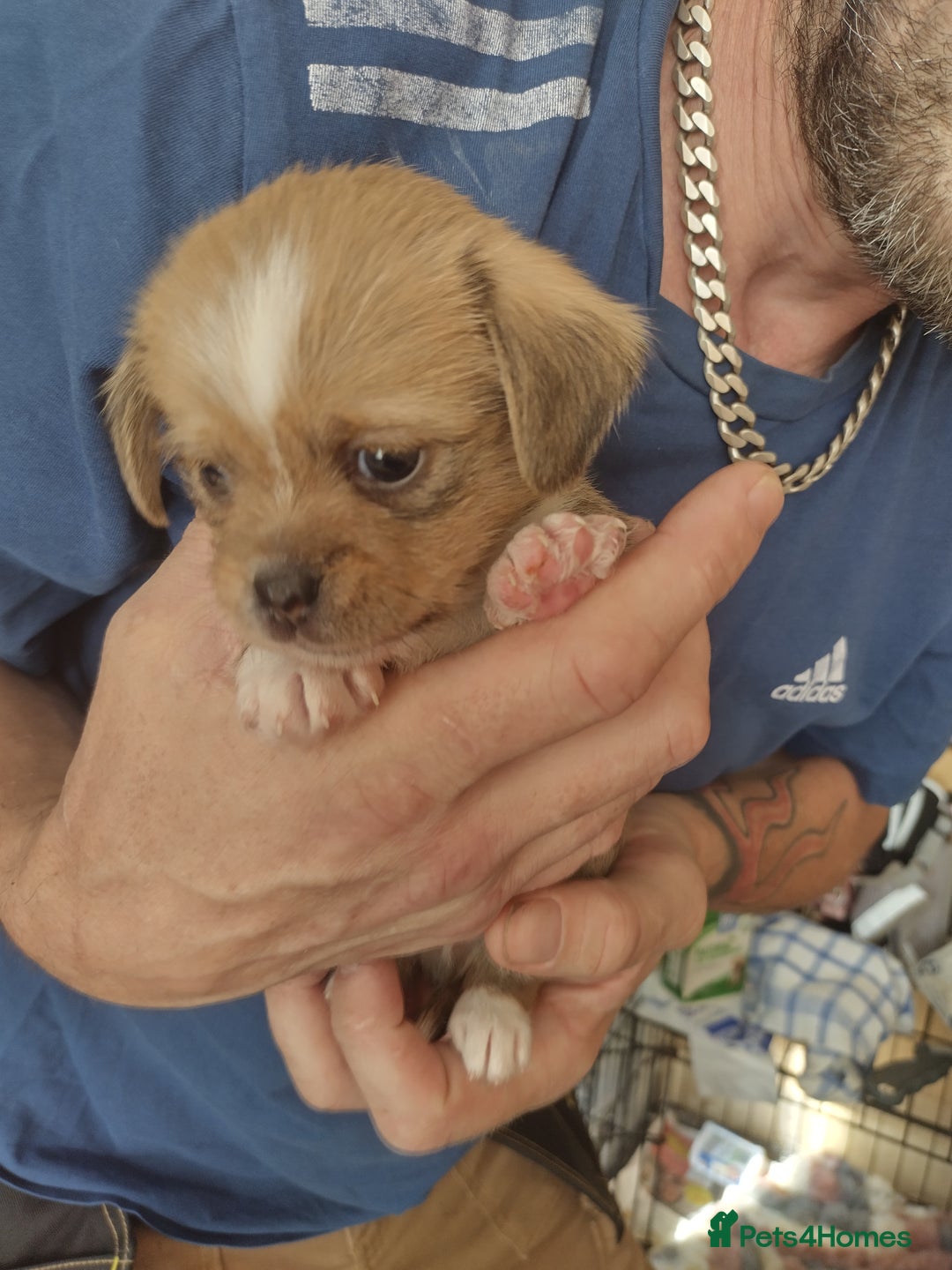 Mixed Breed dogs for sale: Chihuahua/lhaso apso pups long haired - Image 8