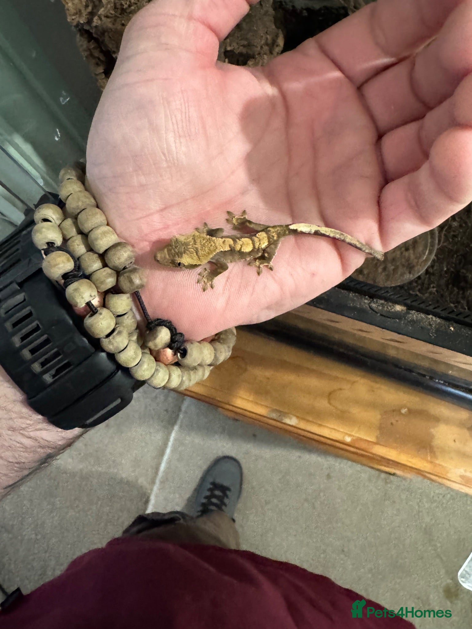 Gecko reptiles Mixed crested geckos  - Advert 1