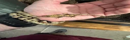 Gecko reptiles for sale: Mixed crested geckos  - Advert 1